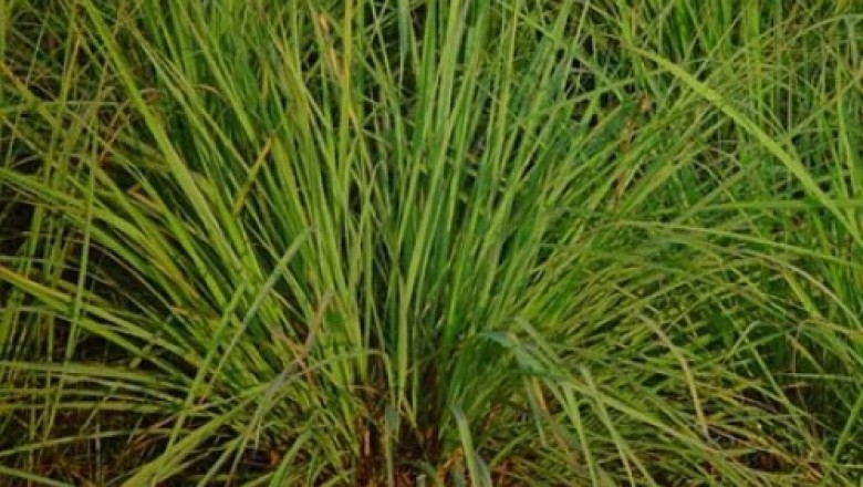 Cây Sả dịu. Cymbopogon flexuosus - Cây Thuốc Nam Quanh Ta